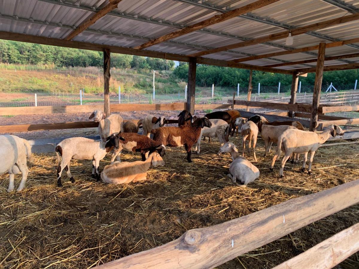ฟาร์มแกะภูกระดึง Waraporn Valley Ban Nong Tum Extérieur photo